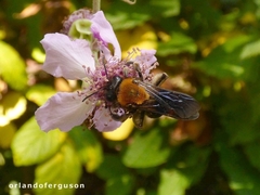 Andrena thoracica
