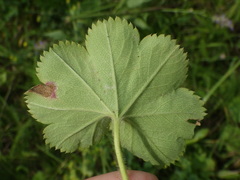Alchemilla propinqua