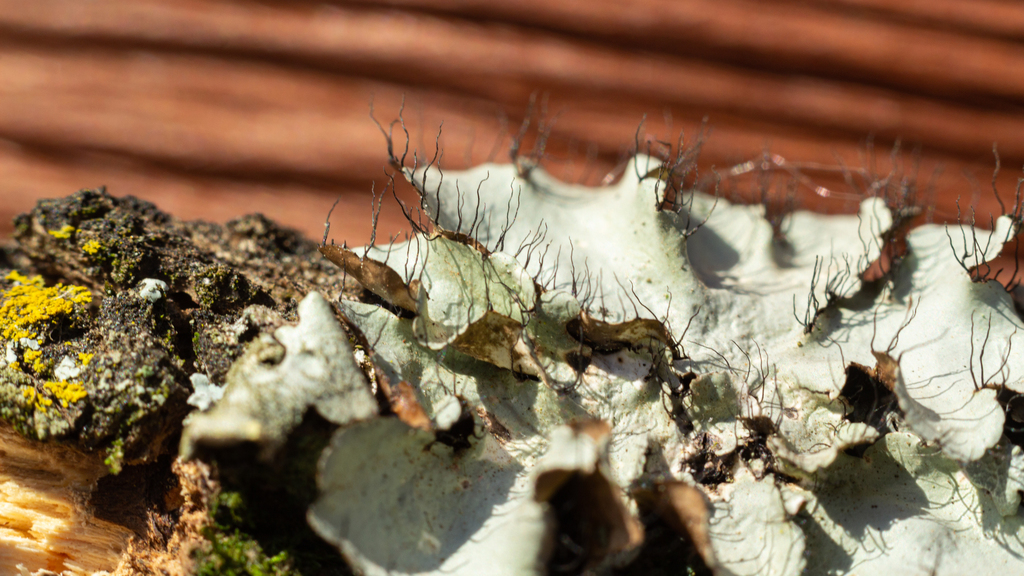 Parmotrema sancti-angelii
