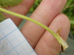 Alchemilla propinqua