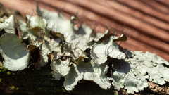 Parmotrema sancti-angelii