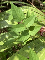 Apios americana image