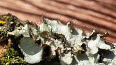 Parmotrema sancti-angelii