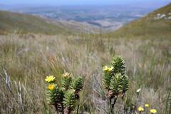 Ursinia caledonica