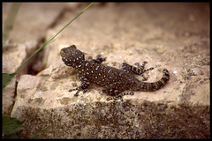 Ptyodactylus puiseuxi