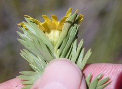 Ursinia caledonica