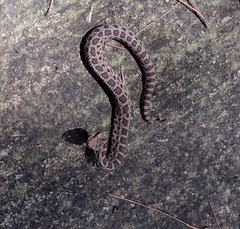 Crotalus armstrongi