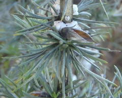 Aspalathus glabrescens