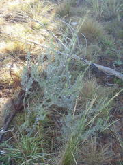 Aspalathus glabrescens