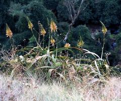 Aloe pluridens