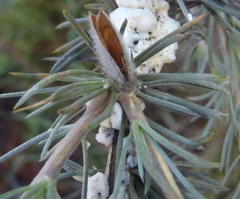 Aspalathus glabrescens