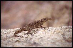 Ptyodactylus puiseuxi