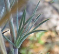 Aspalathus glabrescens