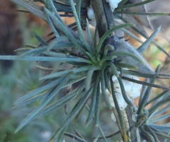 Aspalathus glabrescens