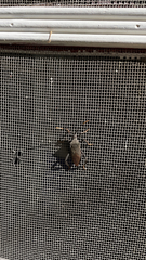 Acanthocephala terminalis