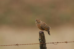 Mirafra apiata marjoriae