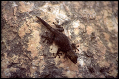 Ptyodactylus puiseuxi