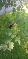Nekemias arborea