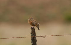 Mirafra apiata marjoriae