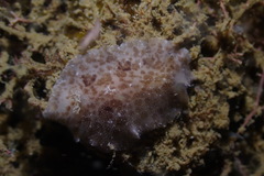Discodorididae