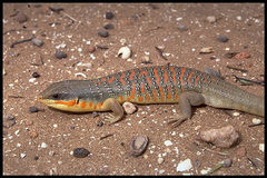Eumeces algeriensis