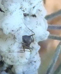 Anoplolepis steingroeveri