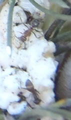 Anoplolepis steingroeveri