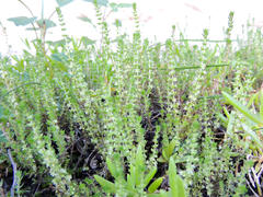 Crassula lanceolata lanceolata