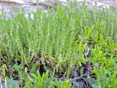 Crassula lanceolata lanceolata