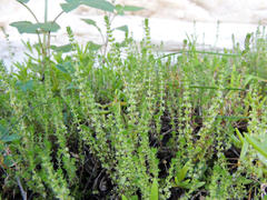 Crassula lanceolata lanceolata