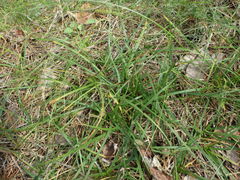 Carex ericetorum