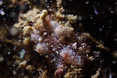 Carminodoris