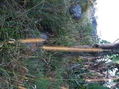 Setaria sphacelata sphacelata