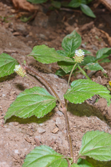 Lippia dulcis
