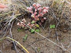 Crassula setulosa setulosa