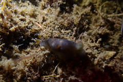 Dendrodoris nigra