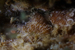 Phestilla fuscostriata