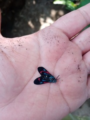Cyanopepla bella