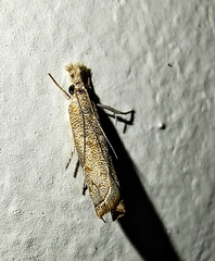 Culladia hastiferalis