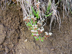 Crassula setulosa setulosa