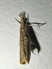 Culladia hastiferalis