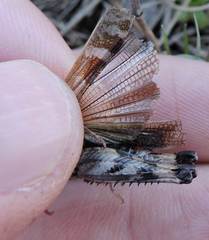 Encoptolophus costalis