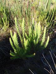 Mimetes capitulatus