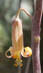 Cotyledon orbiculata spuria