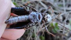 Encoptolophus costalis