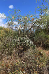 Cotyledon orbiculata spuria