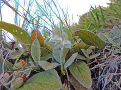 Hermannia geniculata