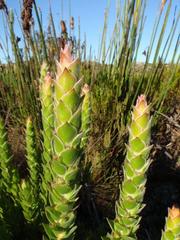 Mimetes capitulatus
