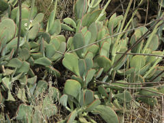 Cotyledon orbiculata spuria