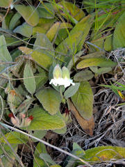 Hermannia geniculata